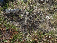 Eriophorum brachyantherum