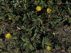 Potentilla crantzii