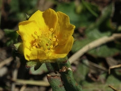 Potentilla crantzii