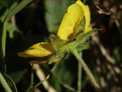 Potentilla crantzii