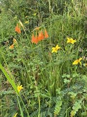 Stenomesson aurantiacum