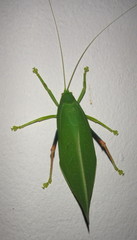 Zabalius ophthalmicus