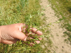 Bromus secalinus