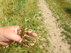 Bromus secalinus