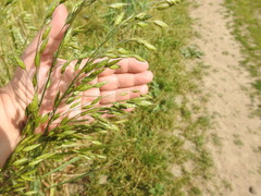Bromus secalinus