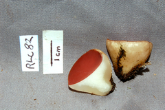 Phillipsia domingensis