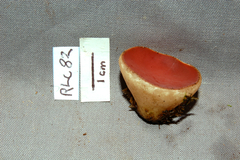 Phillipsia domingensis