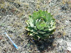 Agave nuusaviorum