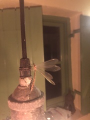 Myrmecaelurus trigrammus