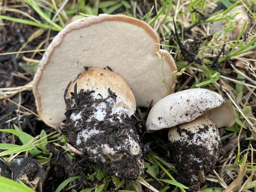 Boletus barrowsii
