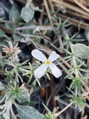 Leptosiphon melingii