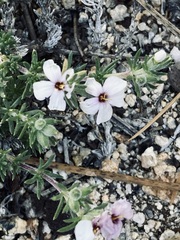 Leptosiphon melingii