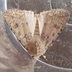 Caradrina clavipalpis