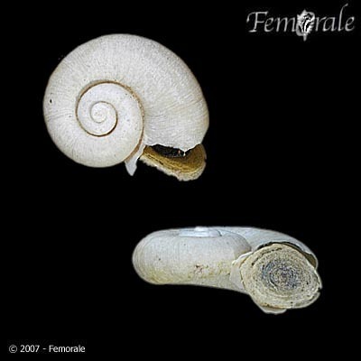 Megalovalvata