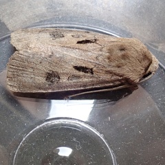Agrotis exclamationis