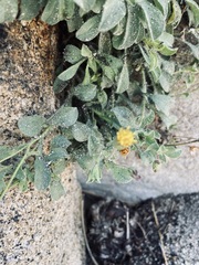 Heterotheca brandegei