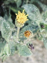 Heterotheca brandegei