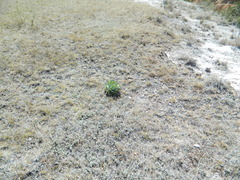Agave nuusaviorum