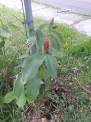 Costus woodsonii