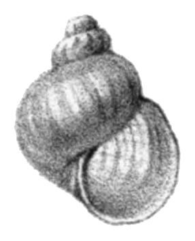 Megalovalvata baicalensis