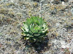 Agave nuusaviorum