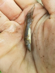 Ambystoma tigrinum