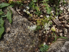 Sedum album