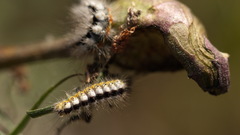 Acronicta cinerea