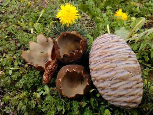 Geopora sumneriana image