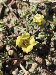 Potentilla luteosericea