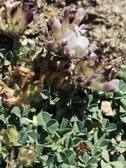 Trifolium wigginsii