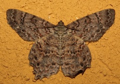 Epimecis scolopaiae