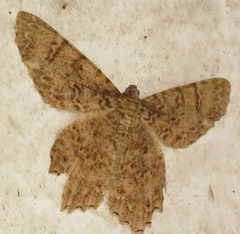 Epimecis scolopaiae