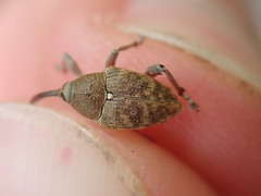 Curculio nucum