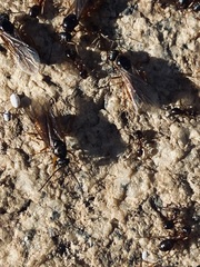 Formica subpolita
