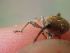 Curculio nucum