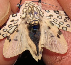 Hypercompe nigriplaga