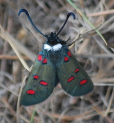 Zygaena lavandulae