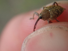 Curculio nucum