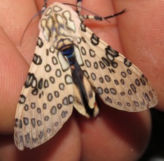 Hypercompe nigriplaga