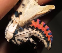 Hypercompe nigriplaga