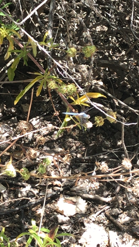 iNaturalist observation photo of Skimmers