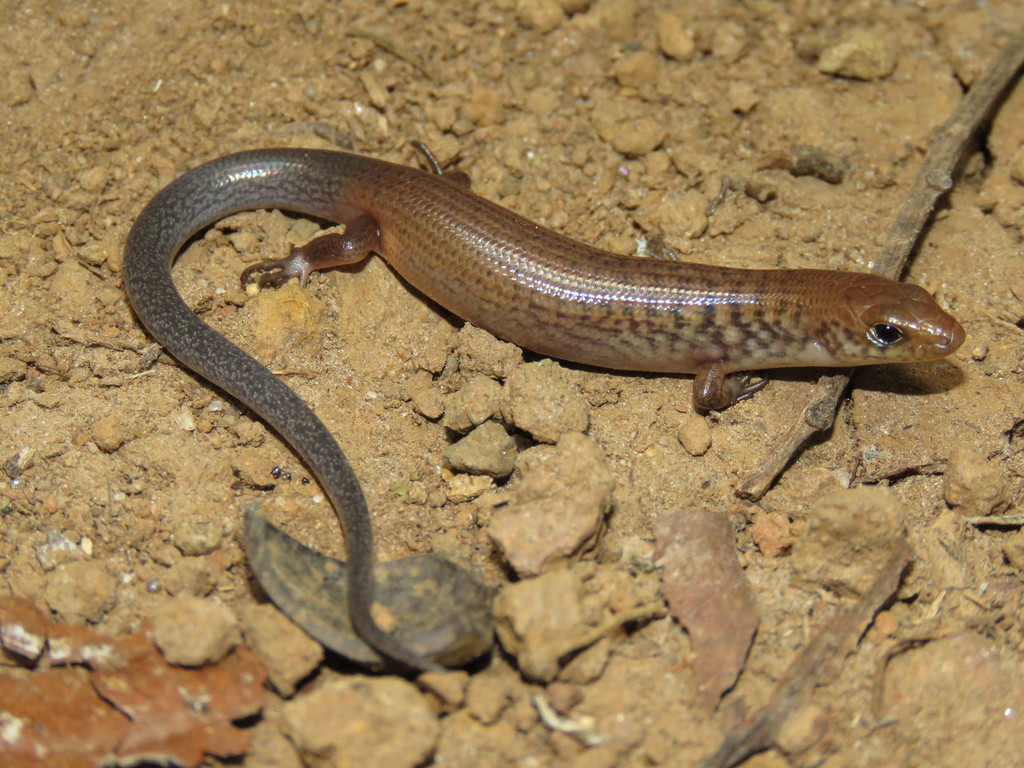 Brown-Tailed Bar-Lipped Skink