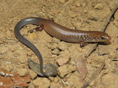 Brown-Tailed Bar-Lipped Skink photo 1