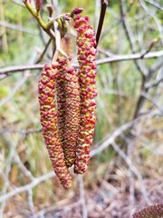 Alnus rubra