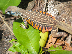 Leiolepis belliana