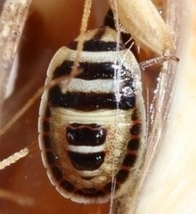 Sciocoris macrocephalus
