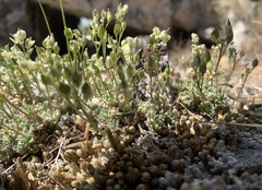 Draba novolympica