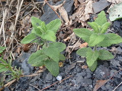 Teucrium scorodonia