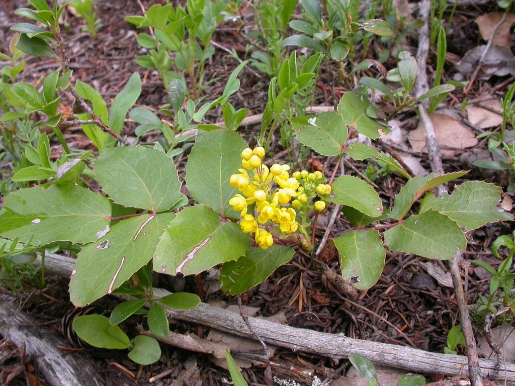 Berberis repens